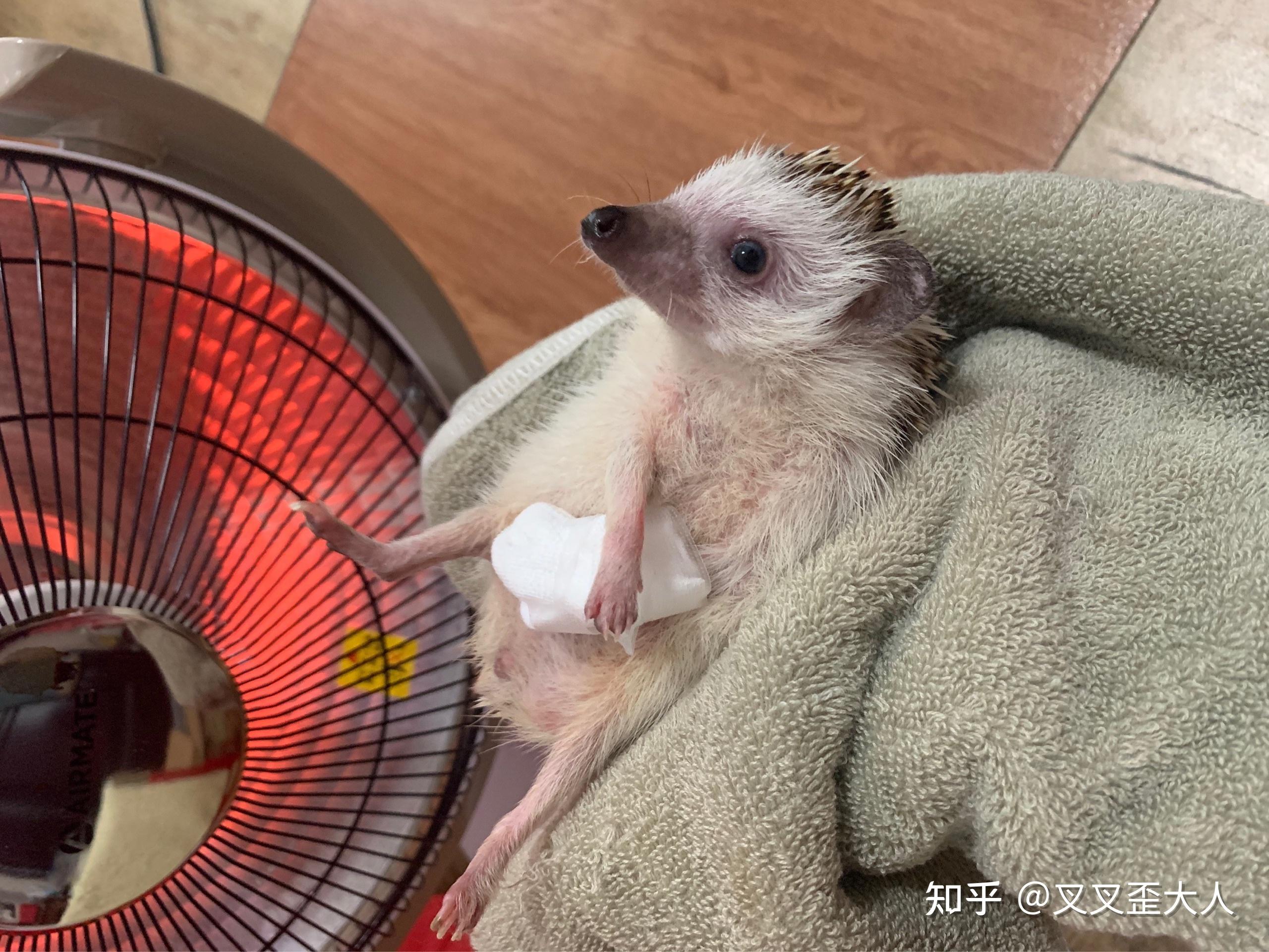 非洲迷你刺猬脚黑了咋办? - 知乎