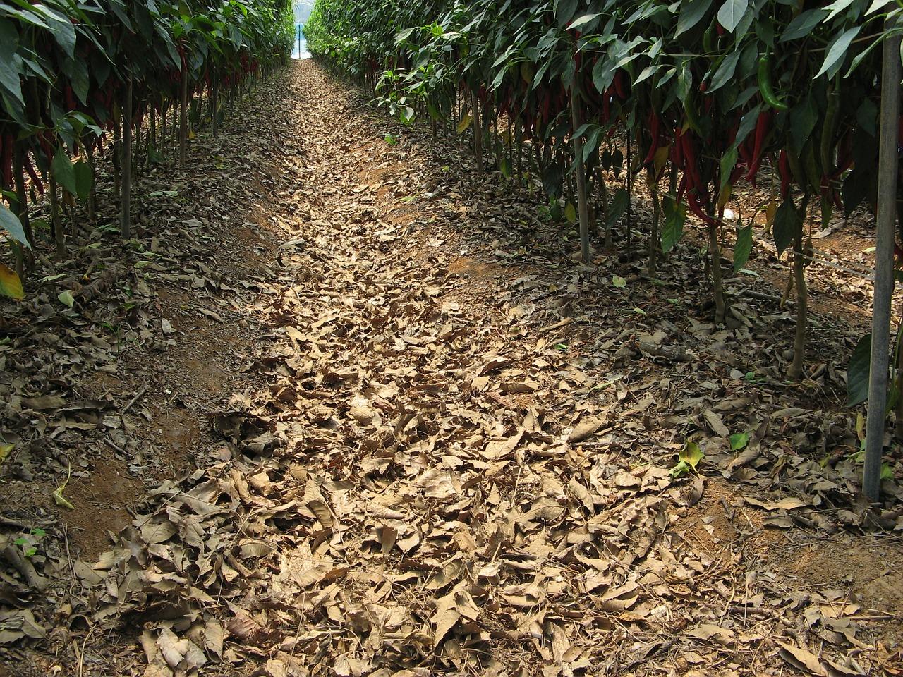 3. 茶叶产区首选