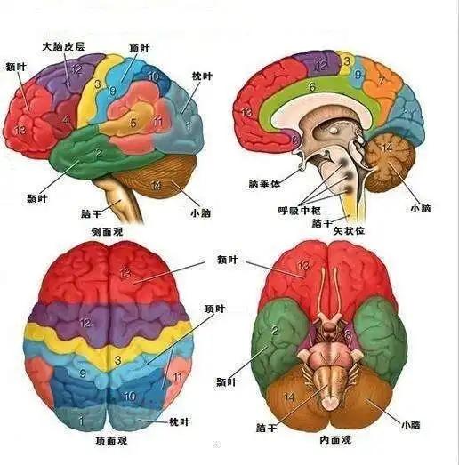 神经解剖-06-颞叶解剖结构、生理功能、病损表现 - 知乎