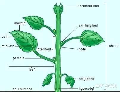 【植物学笔记】茎 - 知乎