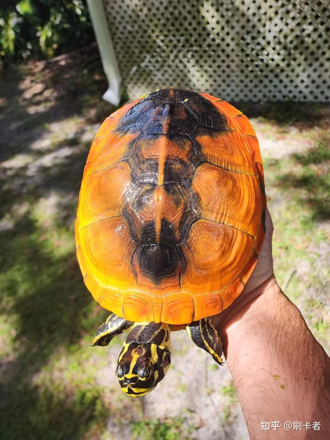 火焰龟,什么叫大翅膀?什么叫小翅膀?什么叫裙边分离啊?