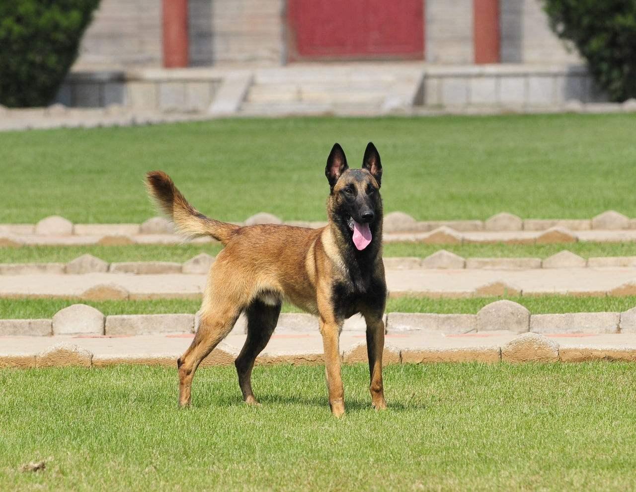 关于德牧的弓背平背品系血统