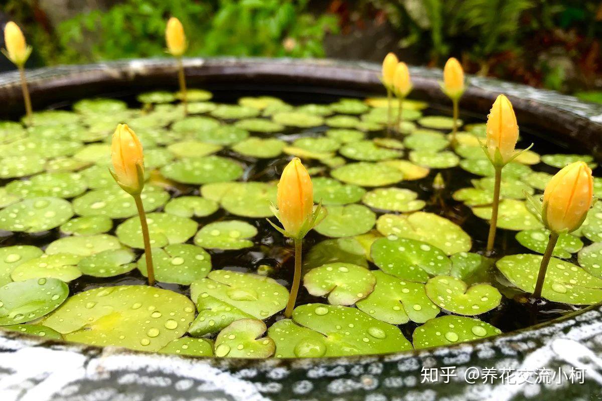 很适合养在室内的7大类水生植物,给适当光照,就能开出可爱小花 - 知乎