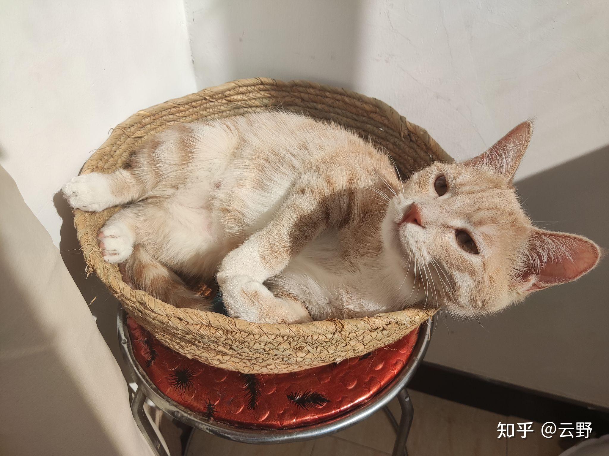 养了一只乳色田园猫好像是串串有没有大佬能看看是啥血统