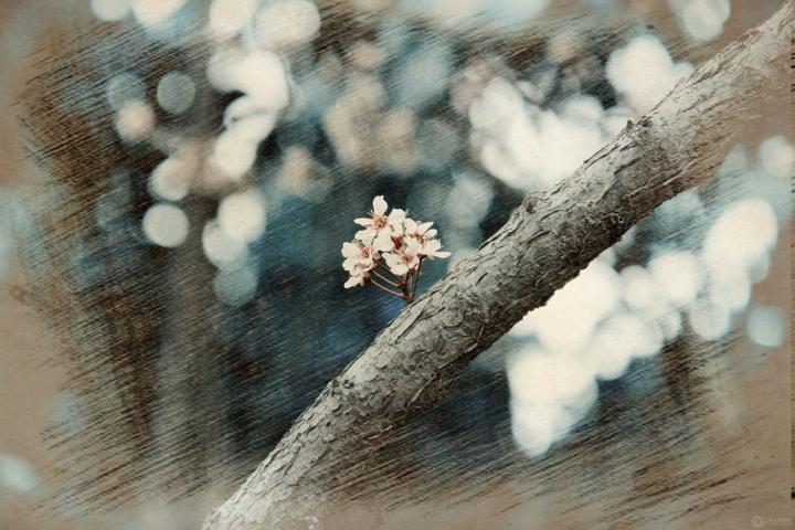 题·花影 - 知乎