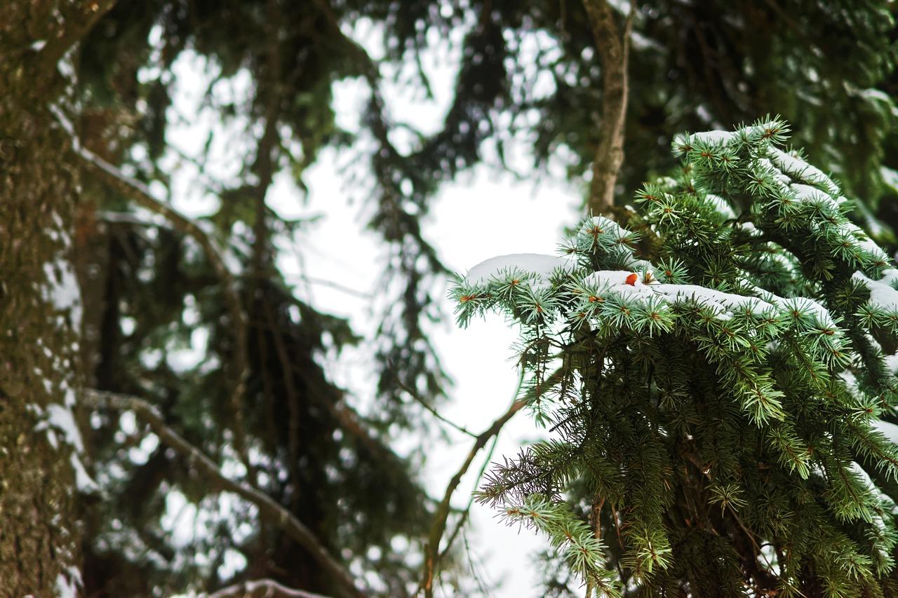 竹苗冬季如何护理