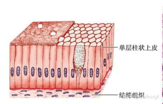 组织学与胚胎学重点笔记——1.上皮组织 - 知乎