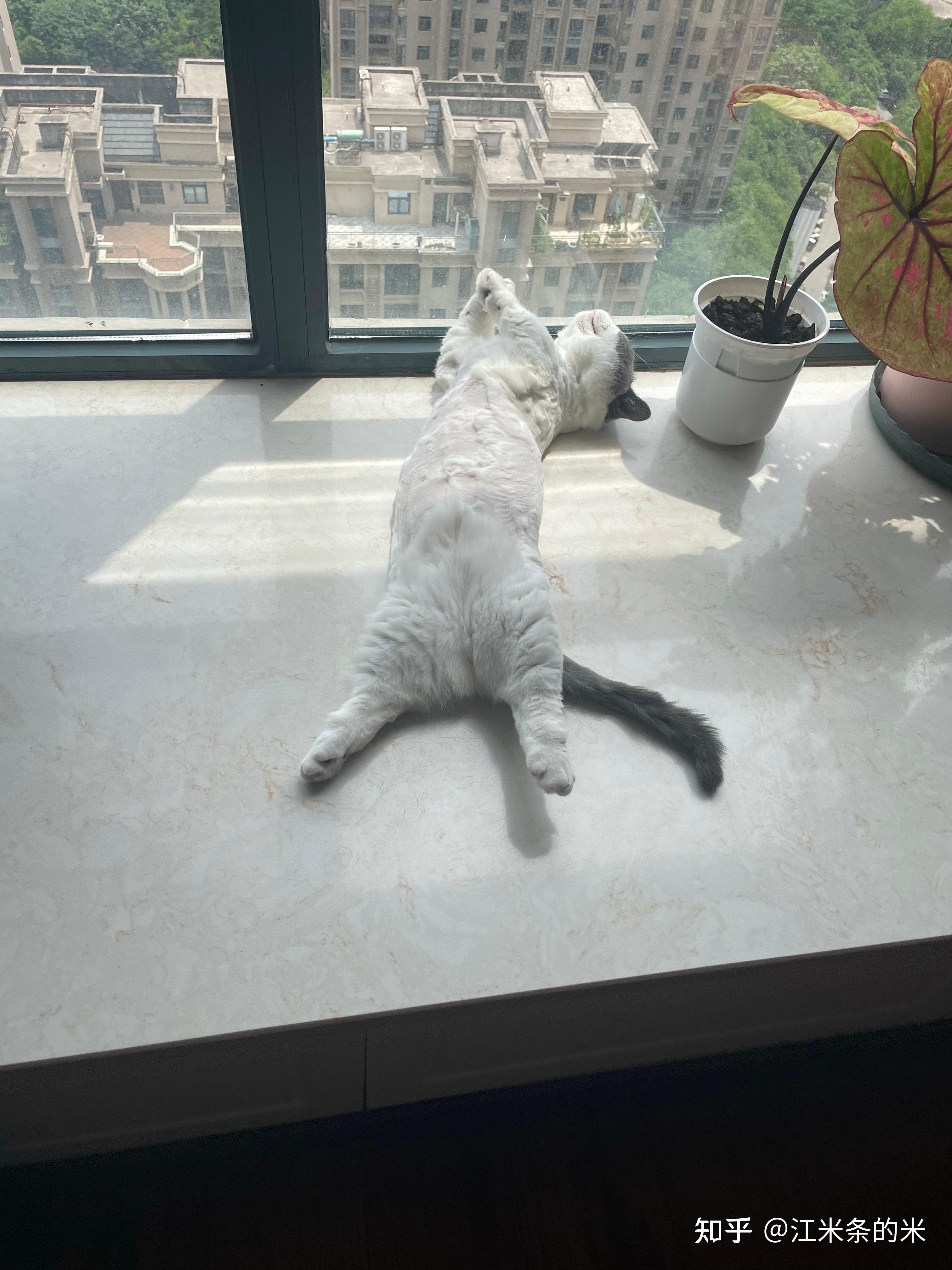可以看看大家猫猫睡觉的照片吗