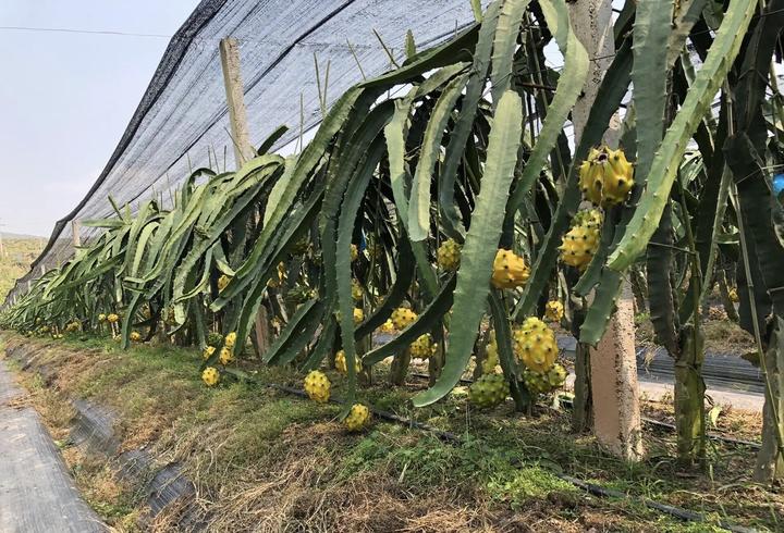 燕窝果种植难点图片