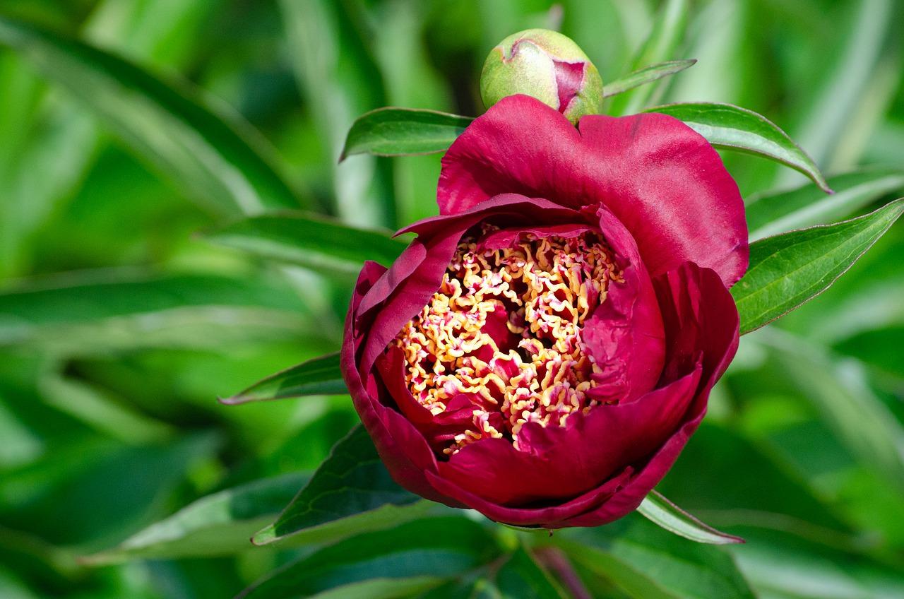 4. 牡丹开花条件