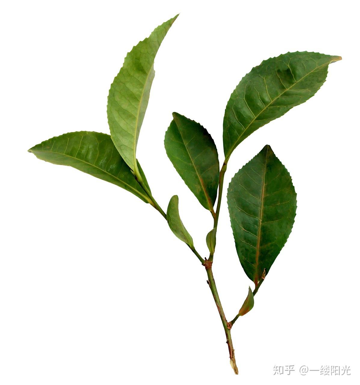 是不是所有茶树叶都可以做任何品种茶绿茶白茶红茶黄茶乌龙茶
