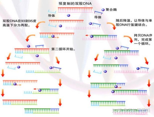 全保留复制过程图图片