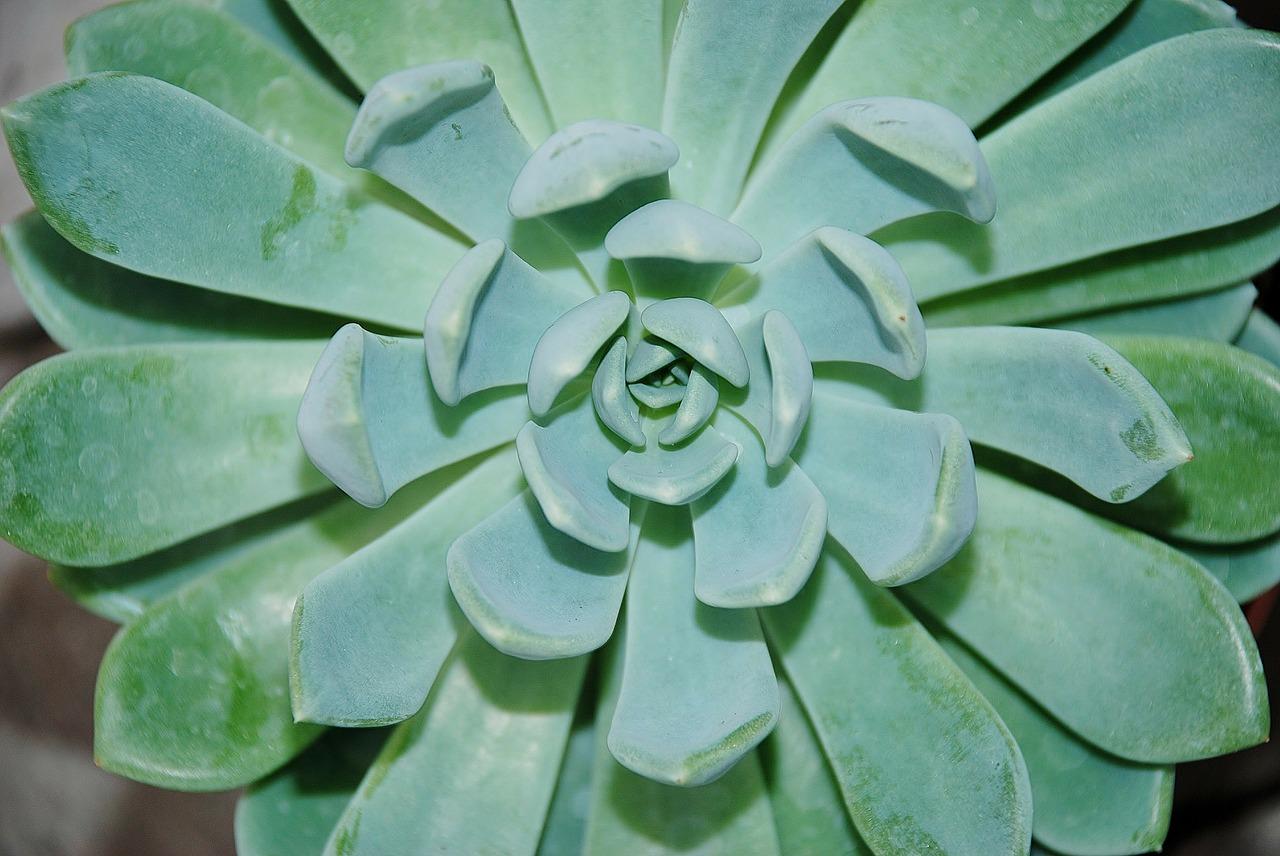 虹之玉如何配土