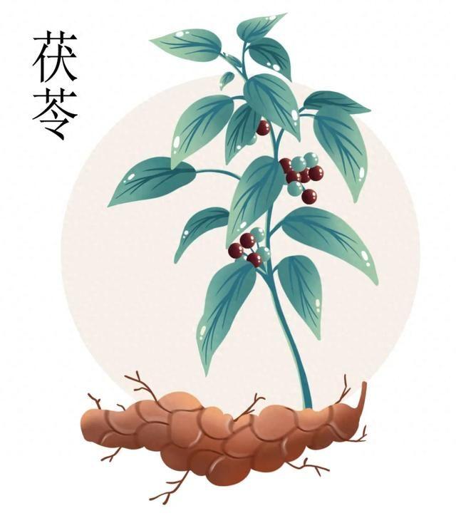 茯苓归经图片