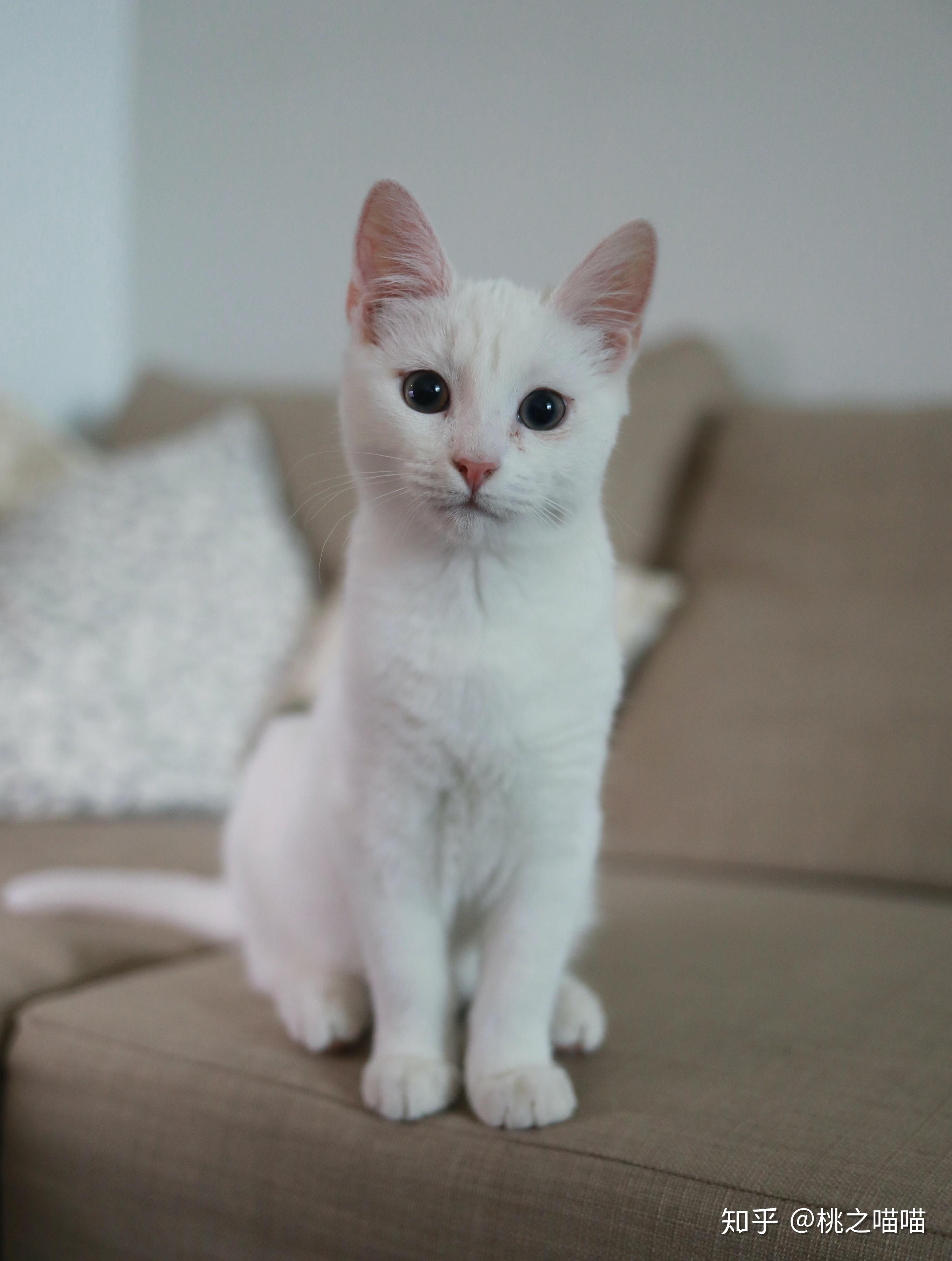 土猫当中什么品种最受大家欢迎? - 知乎