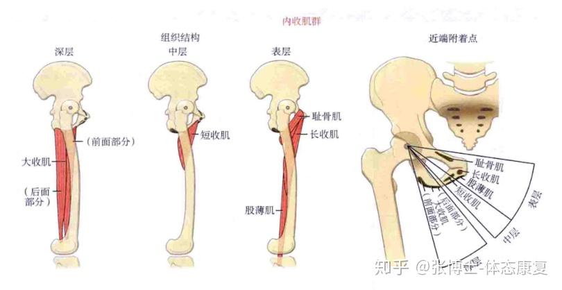 膕繩肌和內收肌群對骨盆的作用是啥