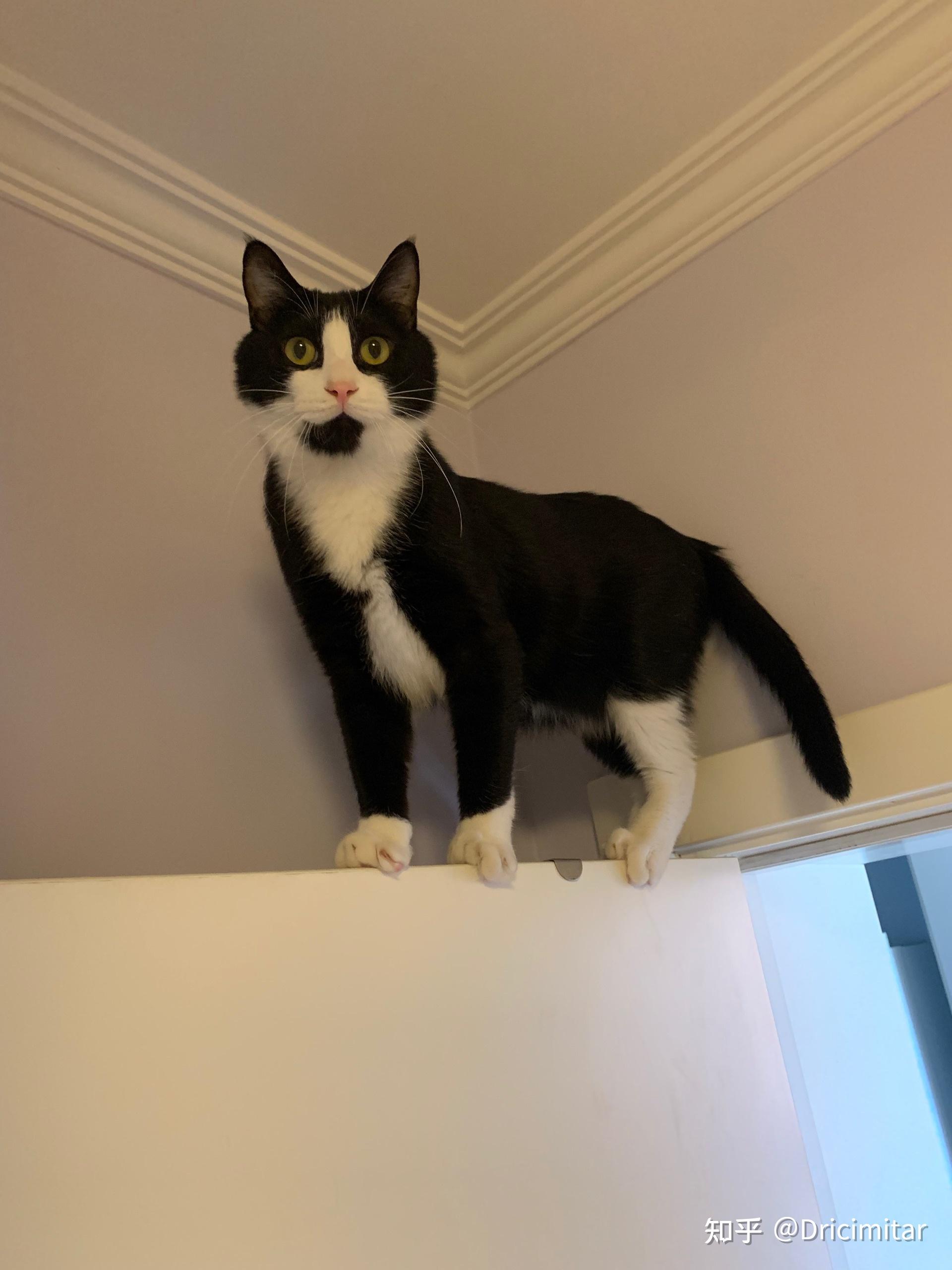 奶牛猫的颜值能高到什么程度