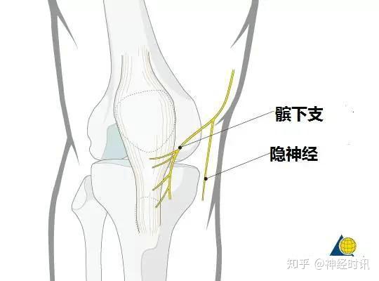 体表神经解剖 隐神经 - 知乎