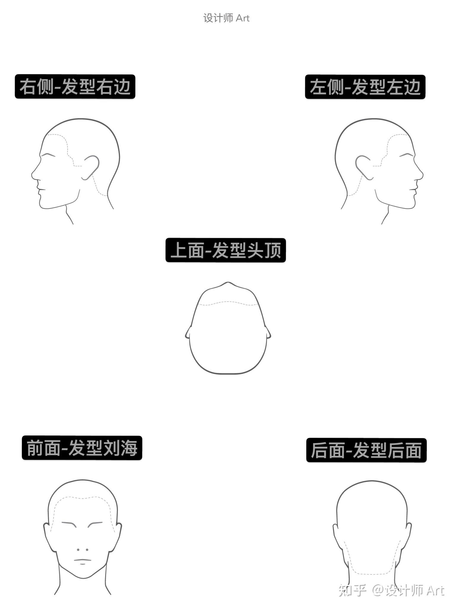 脸型结构示意图图片