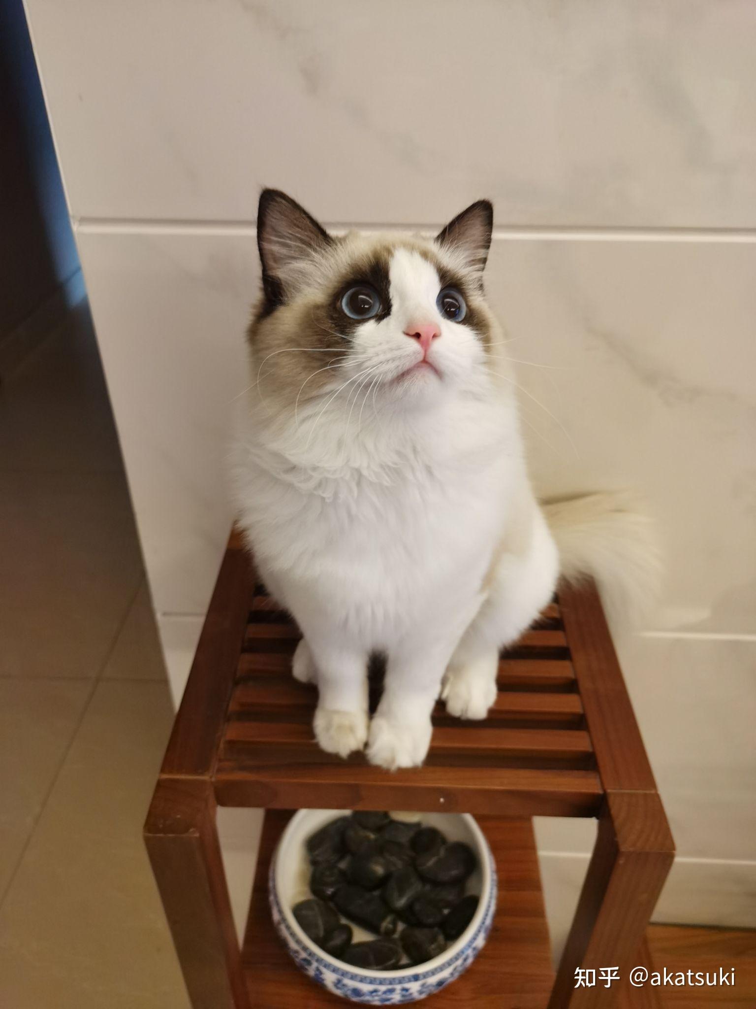 有觉得布偶猫长得像小浣熊的吗