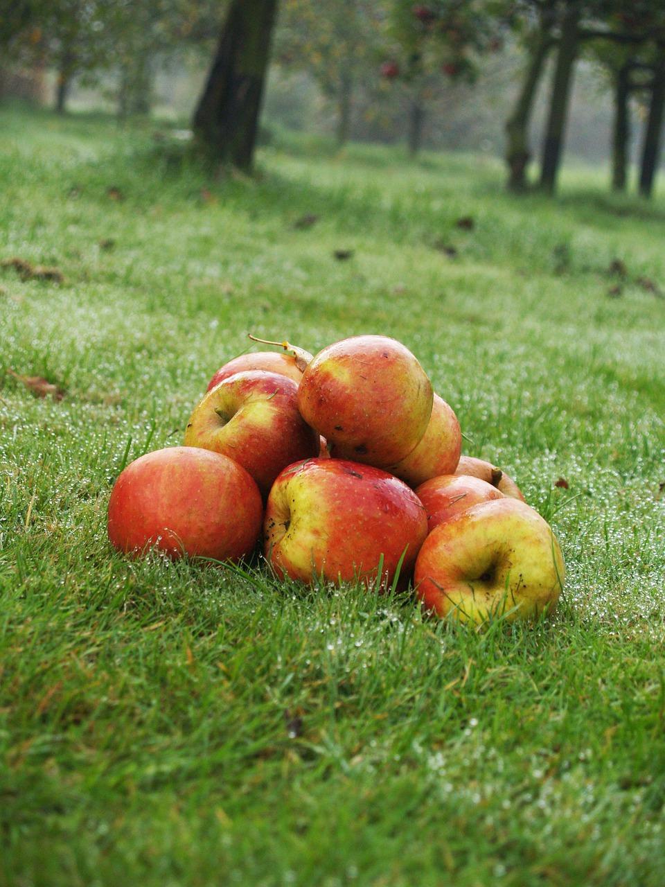 苹果熟了时