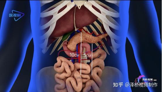 胰的位置及吃什么对胰腺好? - 知乎