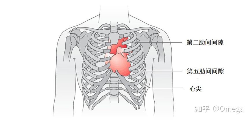 心脏的工作原理