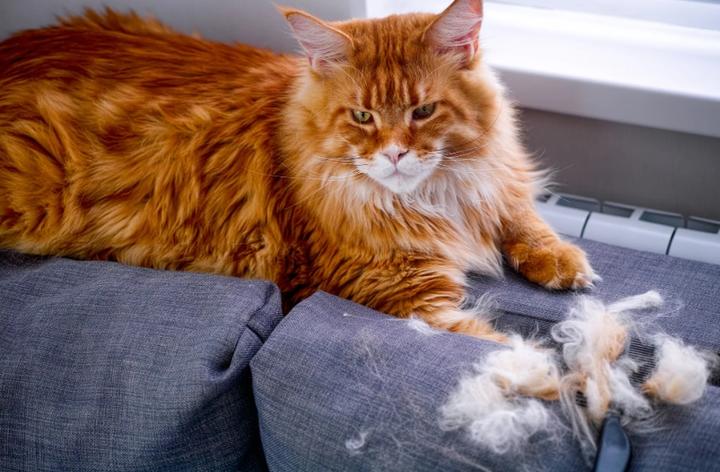 养猫后猫毛侵占全家!家具、地毯和衣服上的猫毛该如何清理? - 知乎