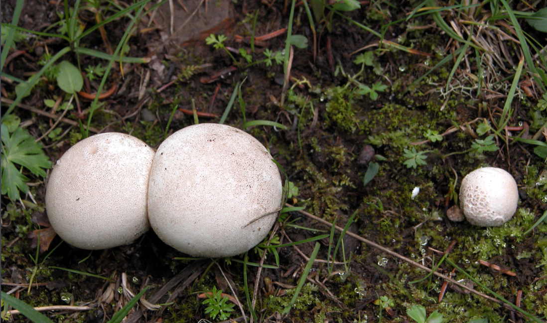 这个白色球形蘑菇能吃吗