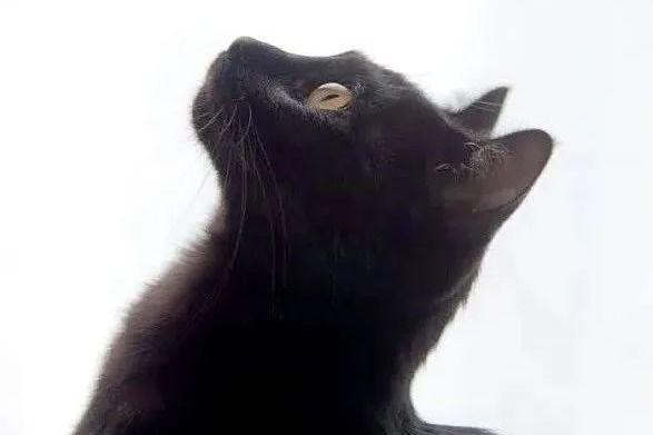 新手养猫劝退小故事+反向养猫挨打攻略 - 知乎
