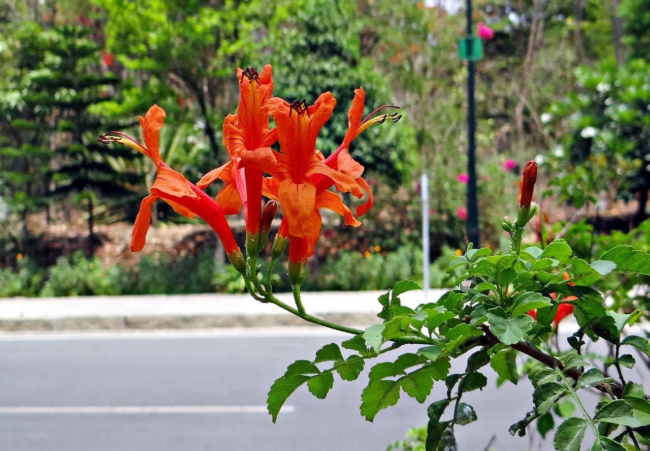 1. 灌木品种介绍