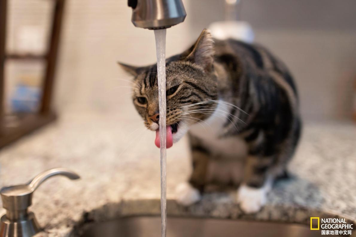 猫为什么爱舔水龙头的水水龙头关着还继续干舔水龙头怎么破