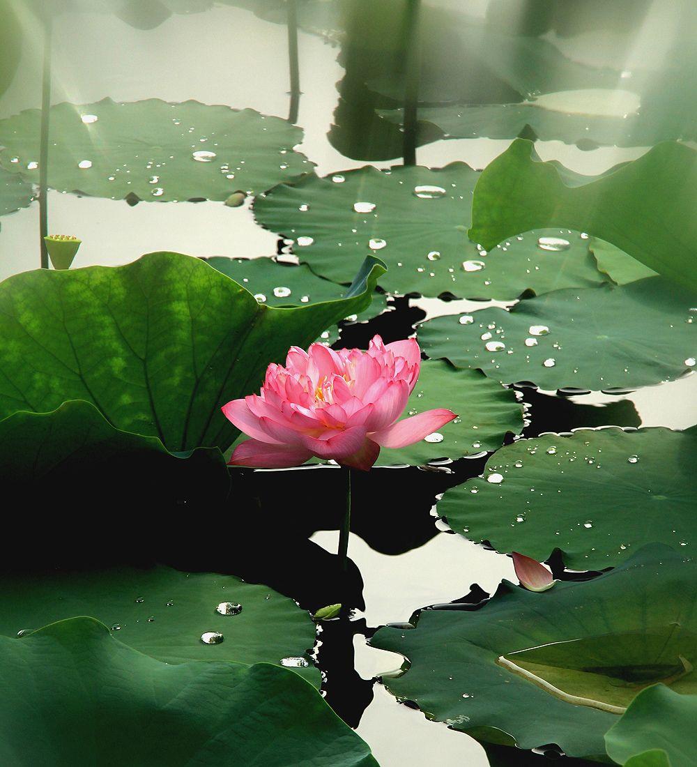 有哪些关于夏天的照片