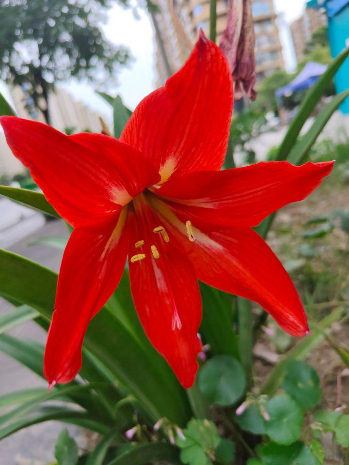 七绝朱顶红平水韵