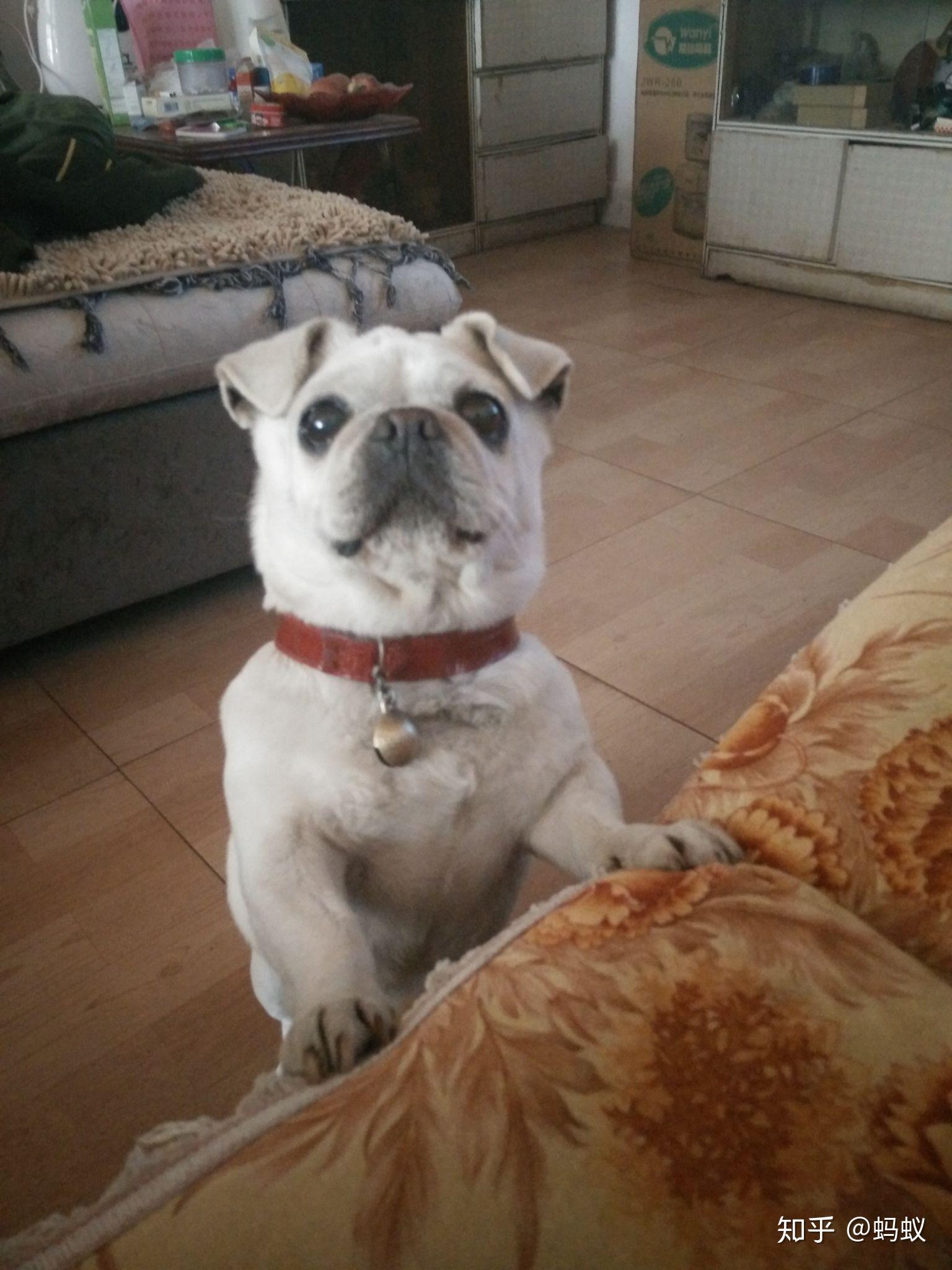 买了一只白色巴哥犬请问是纯的嘛