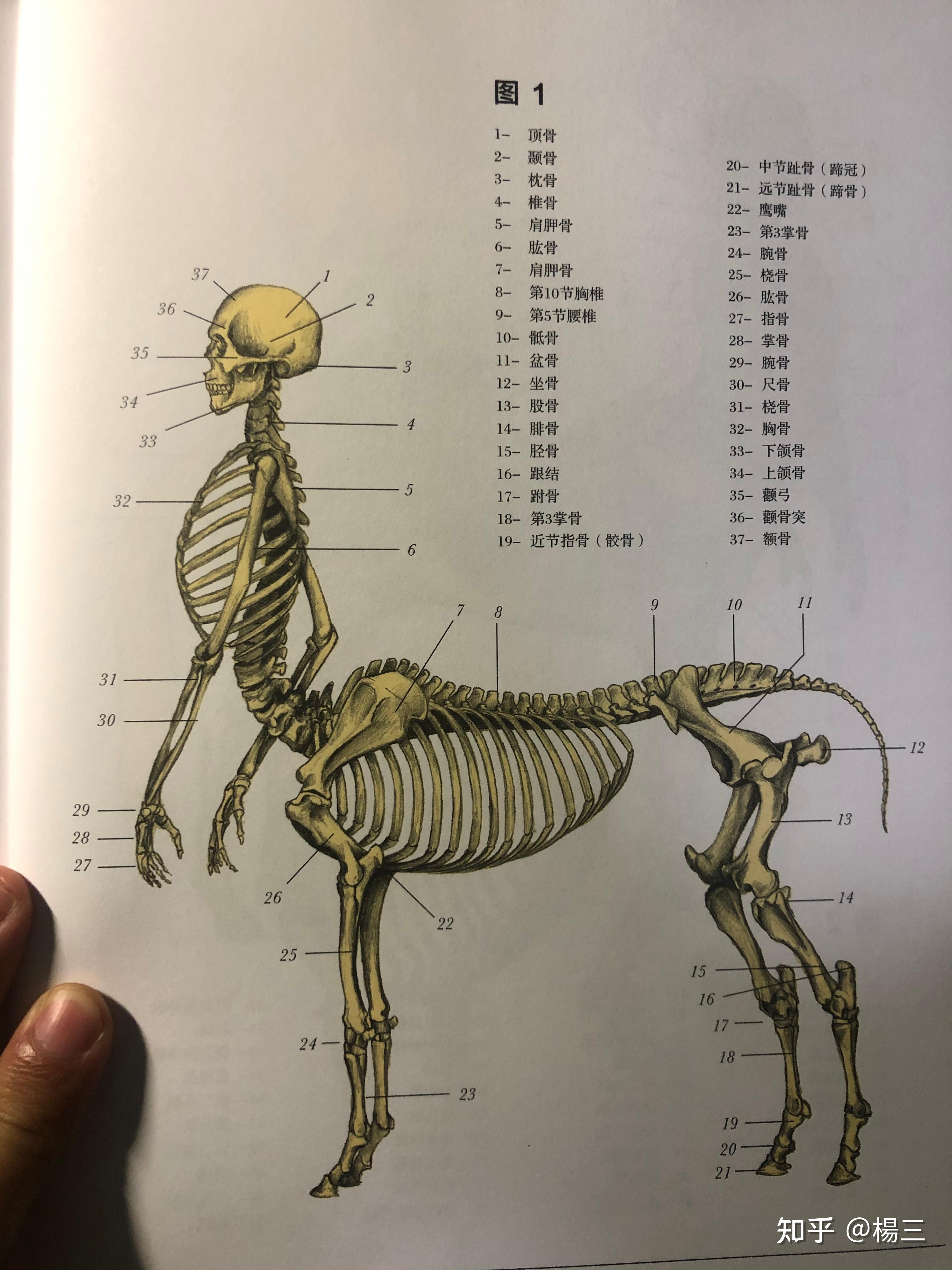半人马怀孕了怀在人肚子里还是马肚子里