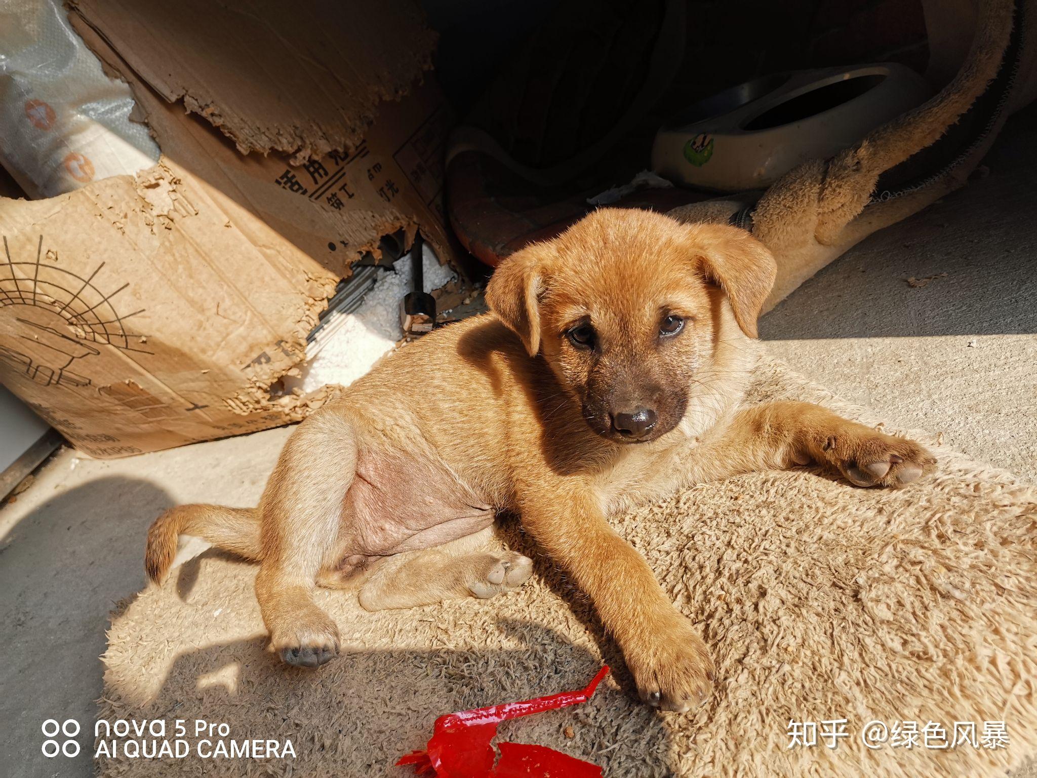 土狗长大什么样? - 知乎