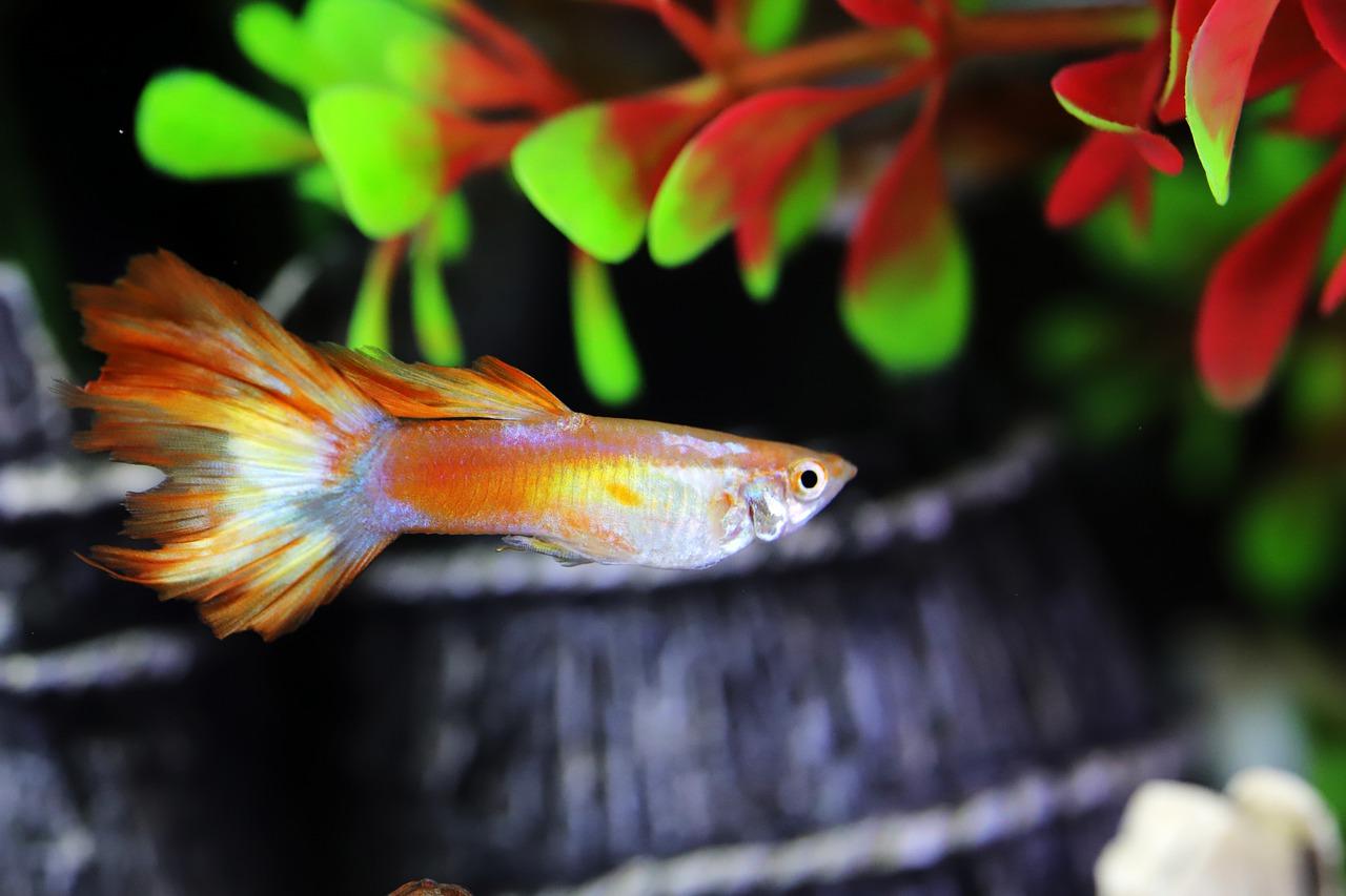 4. 观察鱼儿食欲