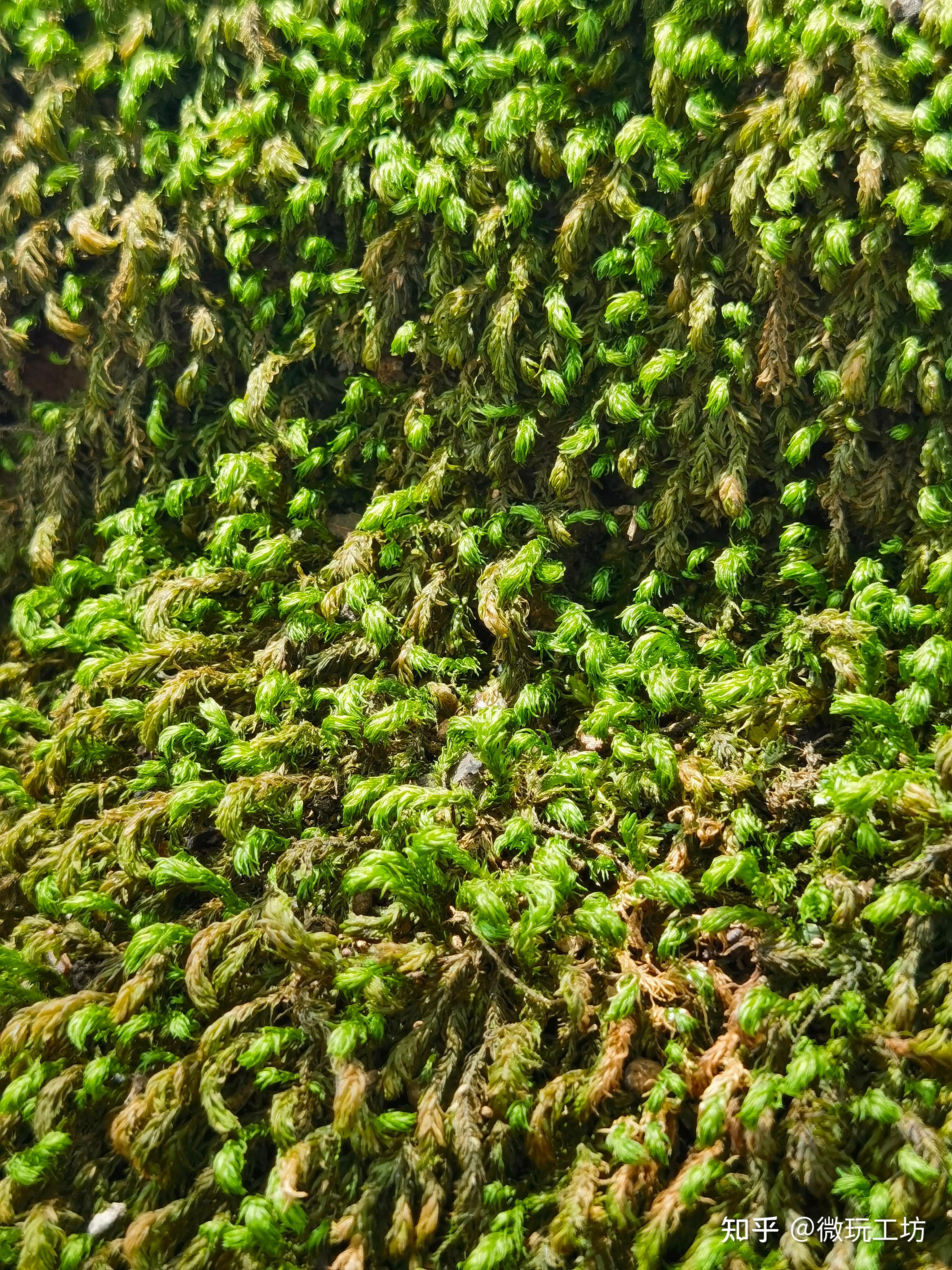 常见的苔藓都有哪些种类呢最好要配图的?