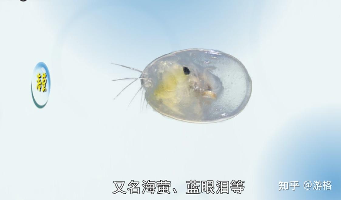 多名网友爆料厦门出现蓝眼泪你拍到了吗什么是蓝眼泪是怎样形成的