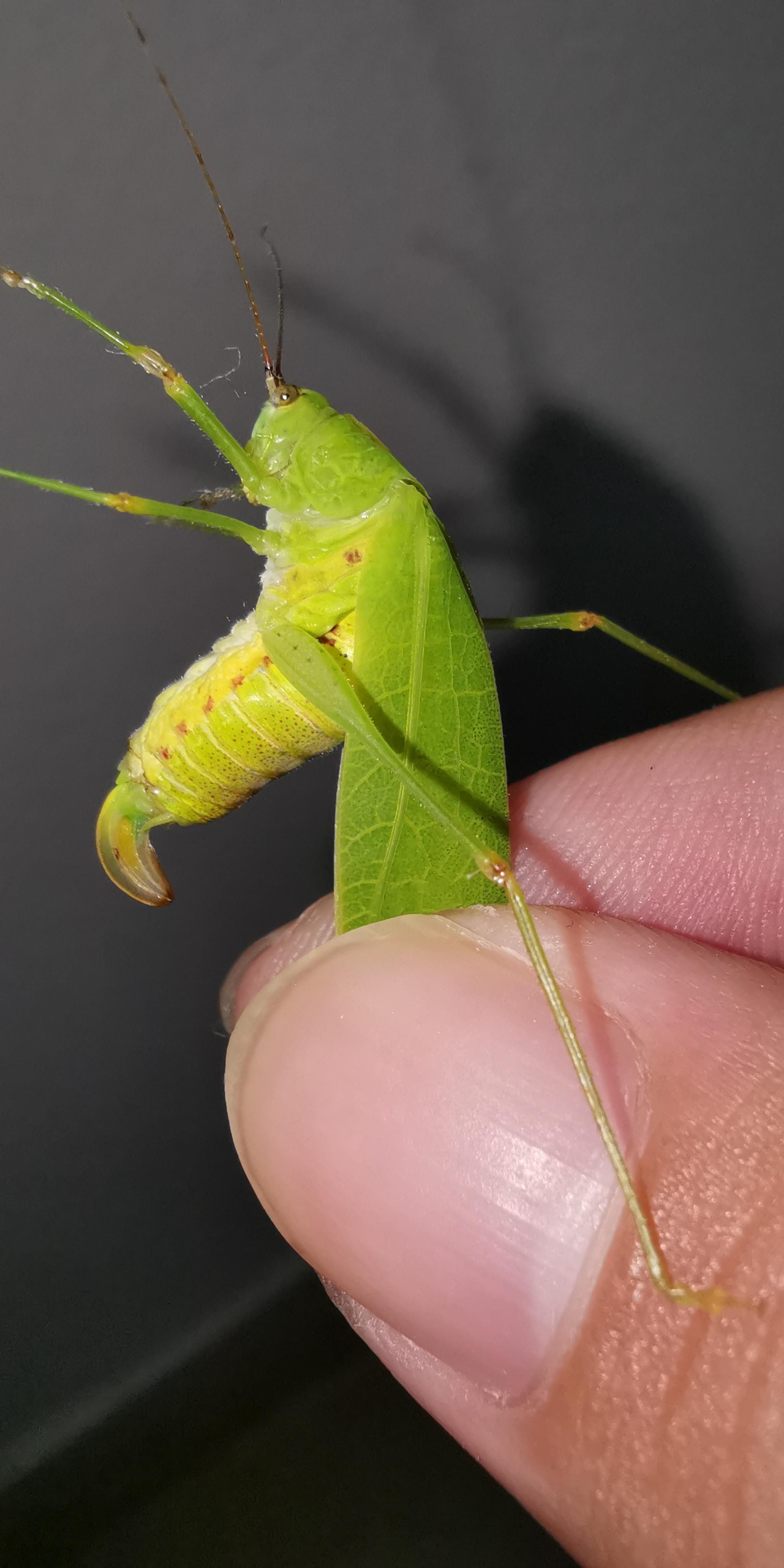 女大学生在寝室发现巨拟叶螽,网友评论称「以为是个玩偶,结果是活的」