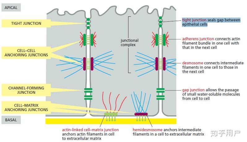 细胞间的紧密连接牢固吗 只知道桥粒是最牢固的? - 知乎