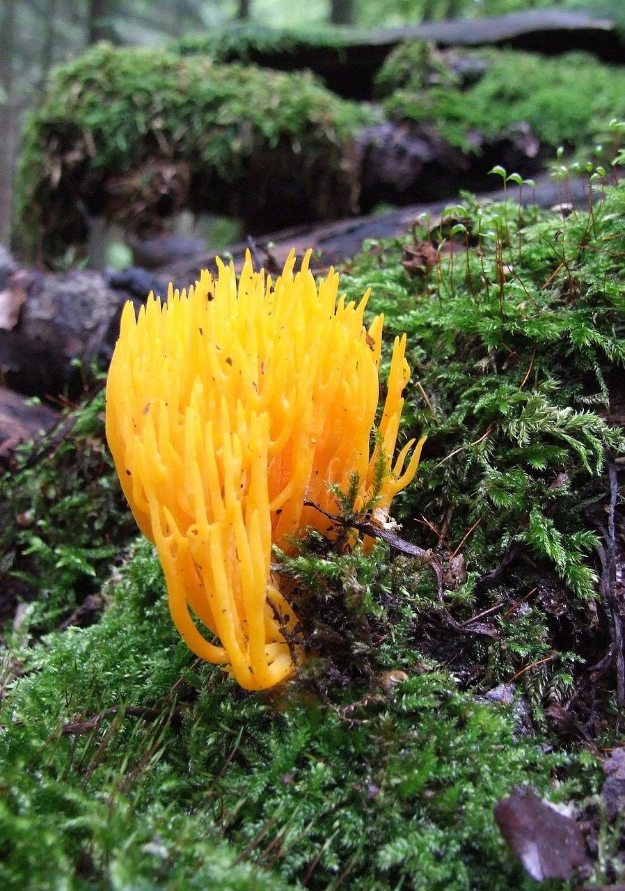 松和什么植物搭配