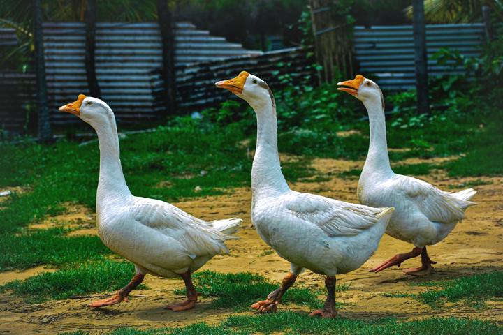 “goose”是鹅,