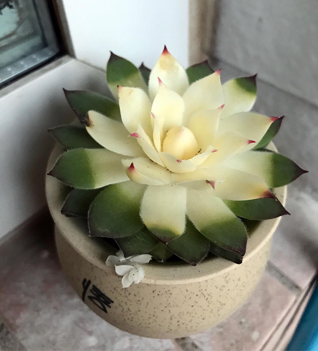 求问这是观音莲么中间叶片怎么变白色了旁边还爆出两棵小头全白好现象