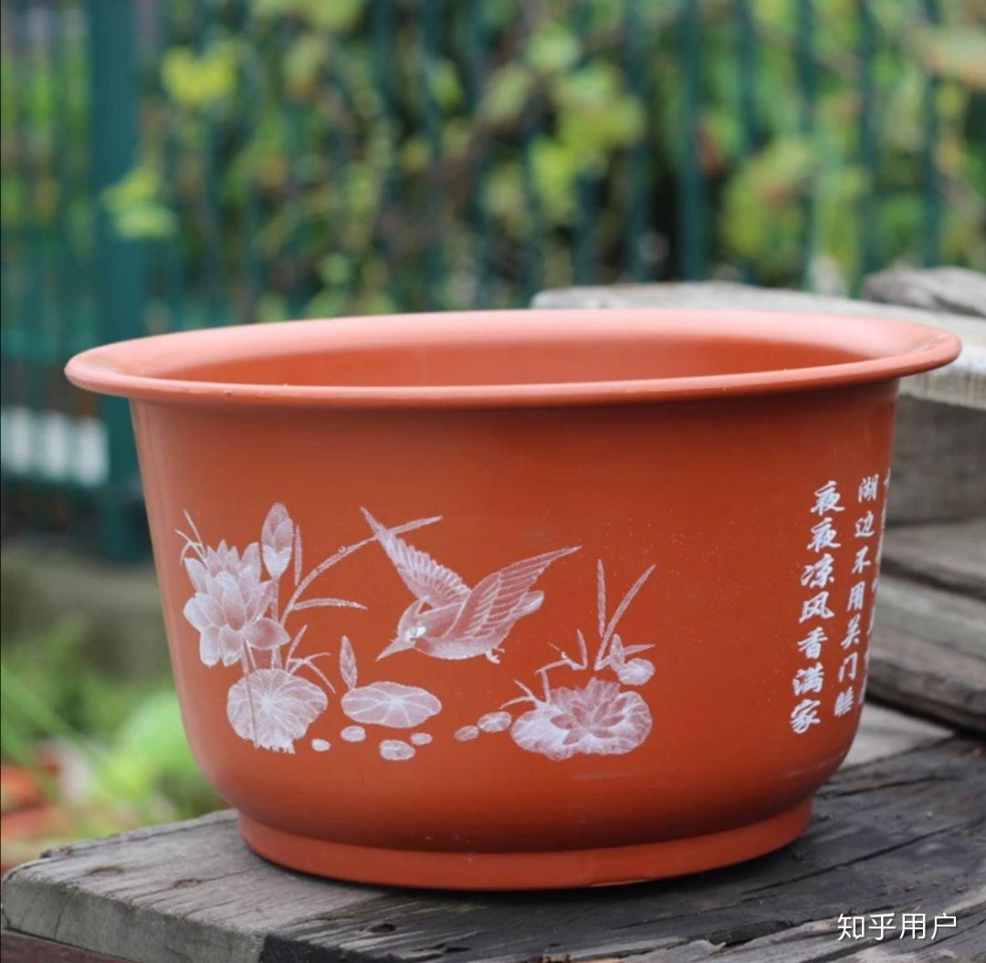 碗莲怎么水培?(水培碗莲种植方法图解)