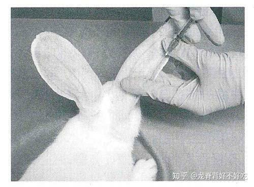 有没有什么给实验用的兔子注射麻醉药时让它挣扎的不那么厉害的方法?