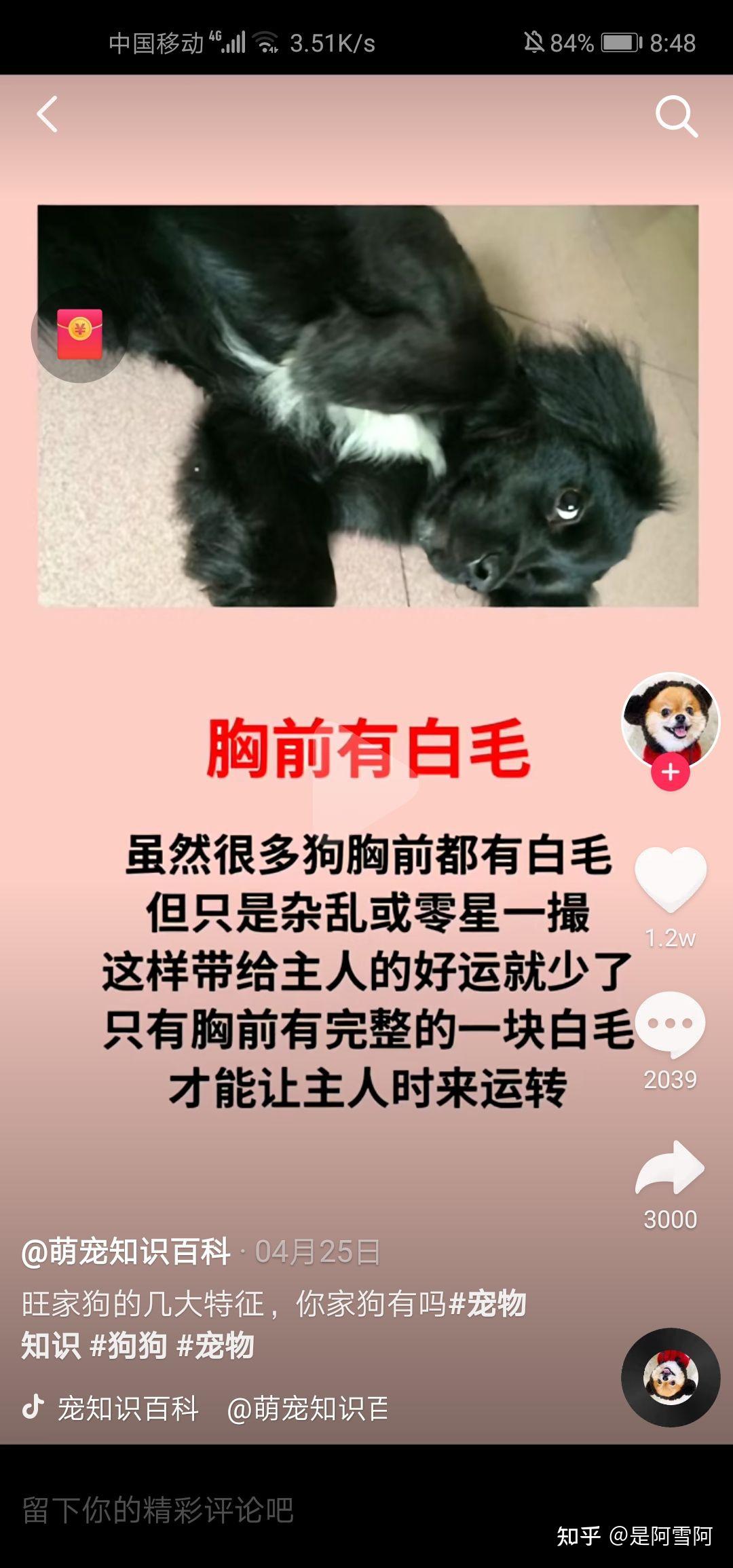 啥是戴孝狗