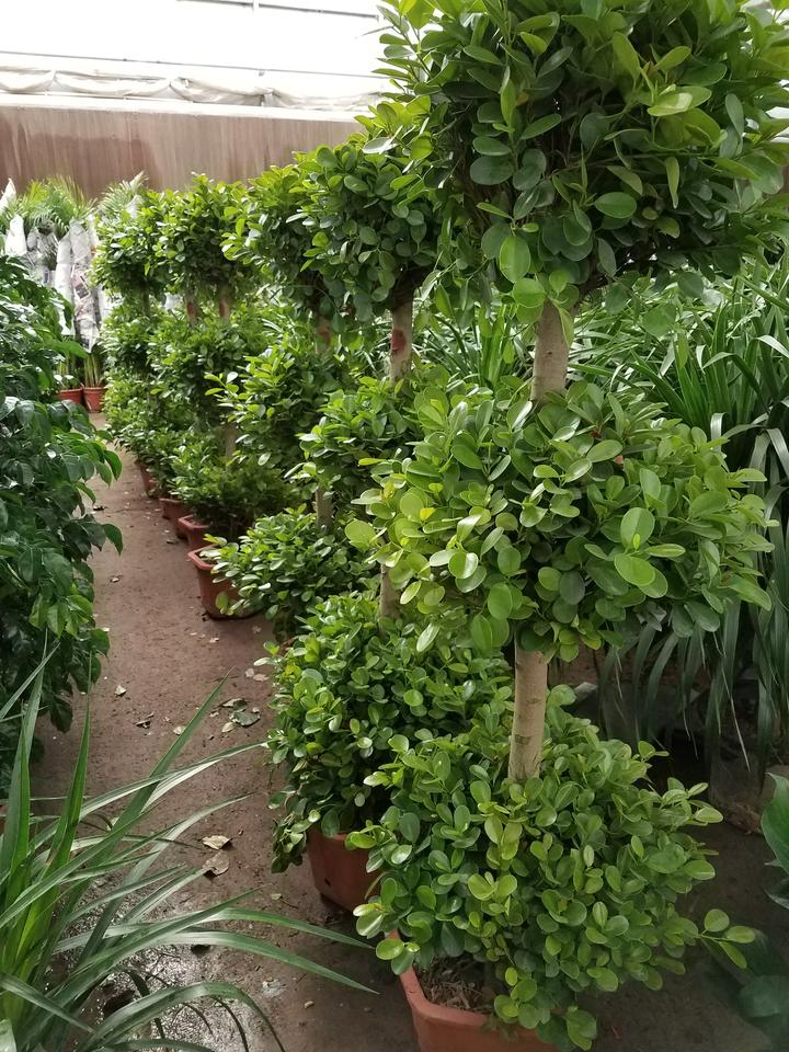 北京租花、绿植租摆、买绿植送货的花卉市场 - 知乎