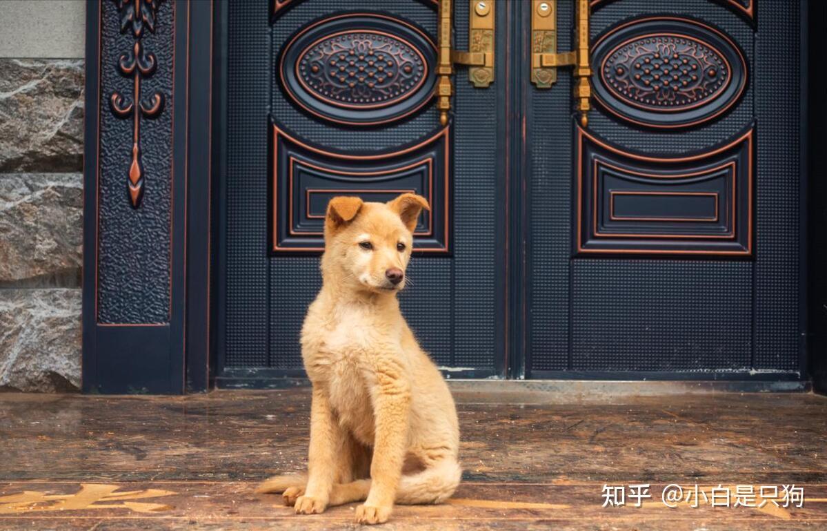 为什么老一辈人养狗，大多不会对狗产生感情？ - 知乎